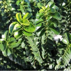 Euonymus japonicus 'Benkomasaki'