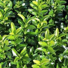 Euonymus japonicus 'Microphyllus'