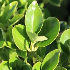 Euonymus japonicus