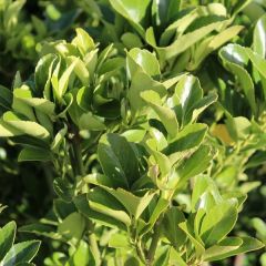 Euonymus japonicus