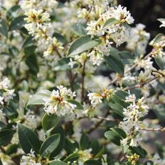 Osmanthus burkwoodii