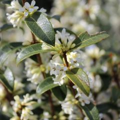 Osmanthus burkwoodii