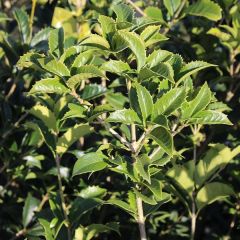 Osmanthus fortunei