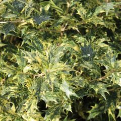 Osmanthus heterophyllus 'Goshiki'