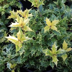 Osmanthus heterophyllus 'Goshiki'