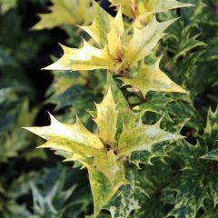 Osmanthus heterophyllus 'Goshiki'