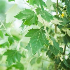 Populus alba ‘Nivea’ 25x