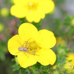 Potentilla fruticosa 25x