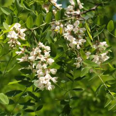 Robinia pseudoacacia 25x