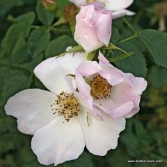 Rosa canina 25x