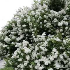 Rosa multiflora 25x