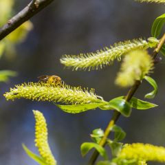 Salix alba 25x