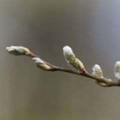 Salix aurita 25x