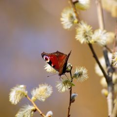 Salix cinerea 25x