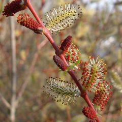 Salix purpurea 25x