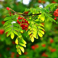 Sorbus aucuparia 25x