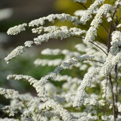 Spiraea arguta 25x