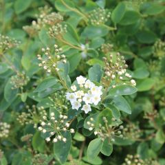 Spiraea vanhouttei 25x