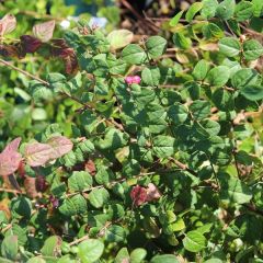 Symphoricarpos D. 'Magic Berry' 25x