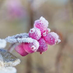 Symphoricarpos D. 'Mother of Pearl' 25x