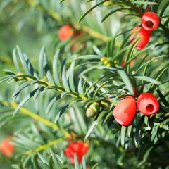 Taxus baccata 25x