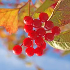 Viburnum lantana 25x