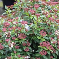 Viburnum tinus