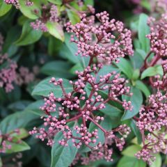 Viburnum tinus