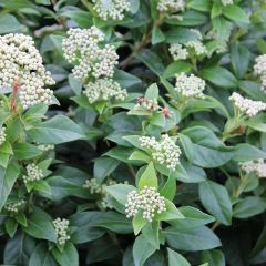 Viburnum tinus