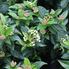 Viburnum tinus 'Eve Price'