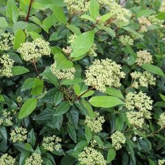 Viburnum tinus 'Eve Price'