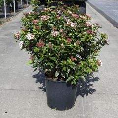 Viburnum tinus 'Eve Price'