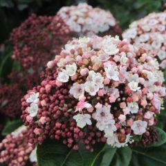 Viburnum tinus 'Lisa Rose'®