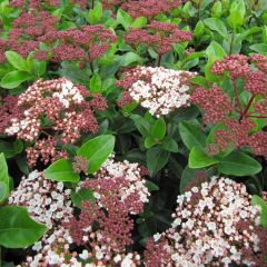 Viburnum tinus 'Lisa Rose'®