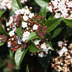 Viburnum tinus 'Spirit'®