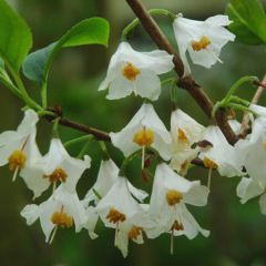 Halesia carolina