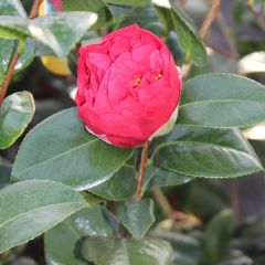 Camellia japonica 'Rood'