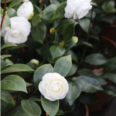 Camellia japonica 'Wit'