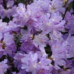 Rhododendron 'Blue Tit'