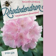 Rhododendron 'Dreamland'