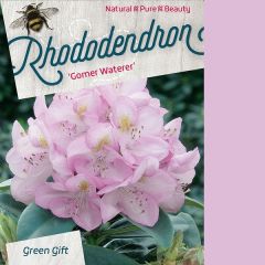 Rhododendron 'Gomer Waterer'