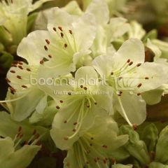 Rhododendron 'Shamrock'