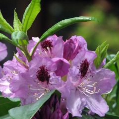 Rhododendron 'Blue Jay'