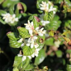 Leucothoe axillaris ‘Curly Red’®