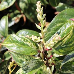 Leucothoe fontanesiana ‘Rainbow’