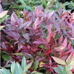 Leucothoe 'Scarletta' (= ‘Zeblid’)