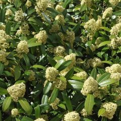 Skimmia confusa ‘Kew Green’