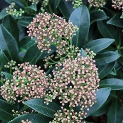 Skimmia japonica ‘Godrie’s Dwarf’