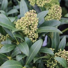 Skimmia japonica ‘Kew White’