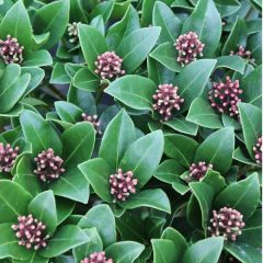 Skimmia japonica ‘Olympic Flame’